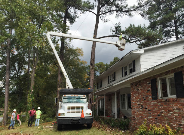 Professional Tree Services in The Hills, NJ