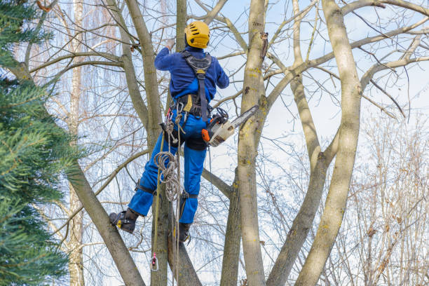 How Our Tree Care Process Works  in  The Hills, NJ