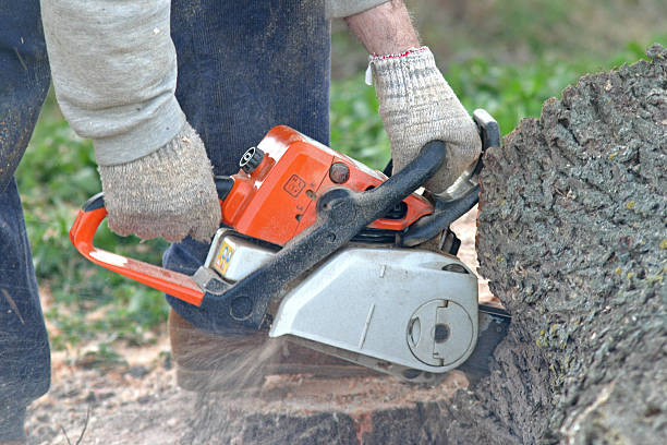 Best Tree Maintenance Programs  in The Hills, NJ